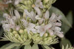 Whorled mountainmint